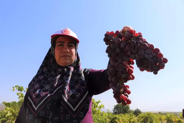 Burdur Gölü kenarında susuz yetişen Dimrit üzümünün pekmezi damakları tatlandırıyor