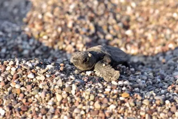 ÇIRALI'DA 3 BİN 24 YAVRU CARETTA CARETTA DENİZLE BULUŞTU