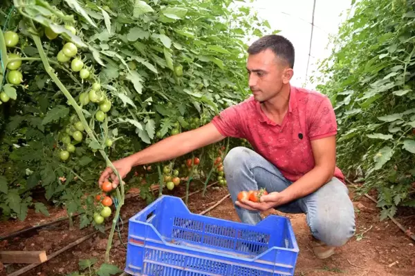 Üreticiden 13 TL'ye çıkan kokteyl domates marketlerde 23 TL'ye satılıyor