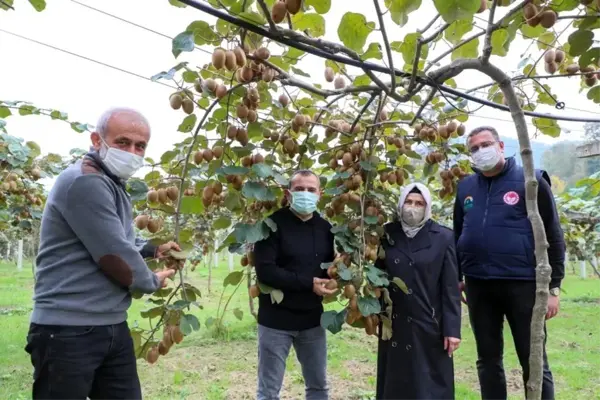 Ordu'da kivi hasadı başladı