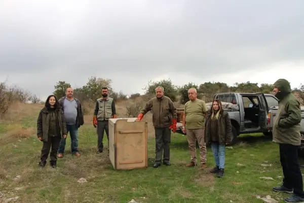 BALIKESİR - Tedavisi tamamlanan kızıl akbaba göçüne kaldığı yerden devam edecek