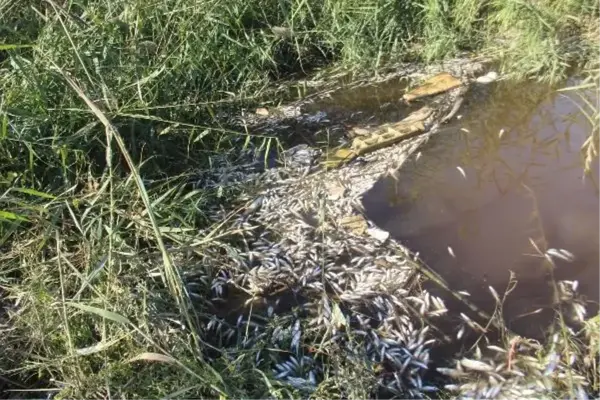 BÜYÜK MENDERES NEHRİ'NDE ATIK NEDENİYLE BİNLERCE BALIK ÖLDÜ