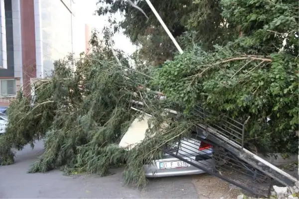 İSKENDERUN'DA KUVVETLİ RÜZGAR; AĞAÇLAR DEVRİLDİ