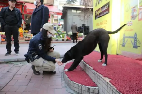 Yasaklı ırk köpek denetimi yapıldı