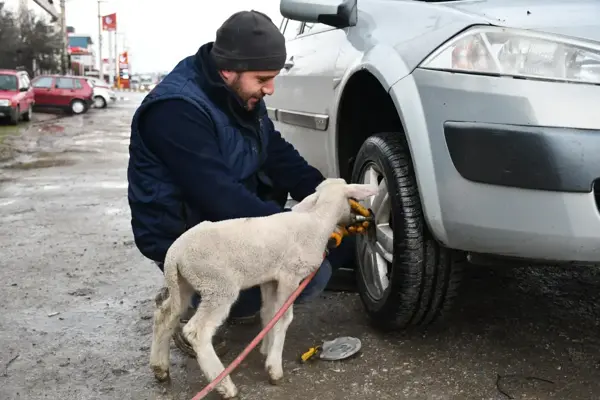 Annesini kaybeden kuzu, lastik tamirhanesinin maskotu oldu