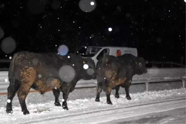 TIR devrildi, anguslar yola düştü