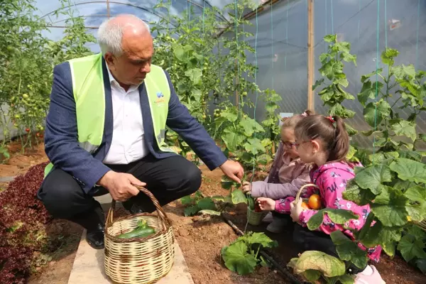 Kreş öğrencileri yetiştirdikleri sebzelerin hasadını yaptı