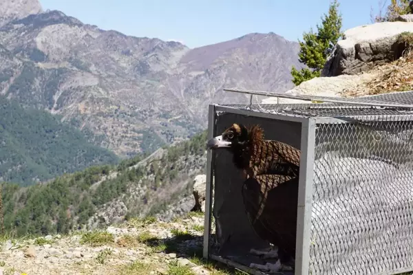 Tedavisi tamamlanan kara akbaba doğaya salındı