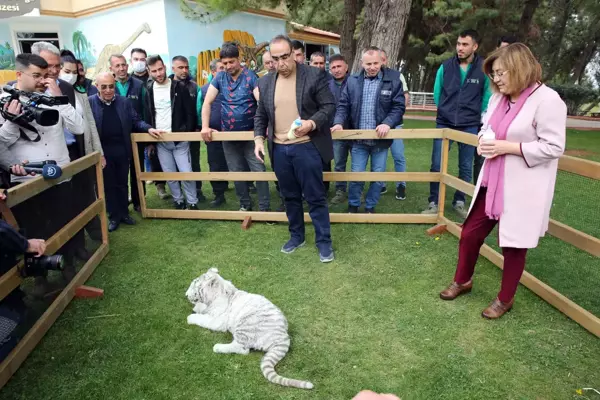 Doğada nadir bulunan beyaz kaplan, Gaziantep'e getirildi