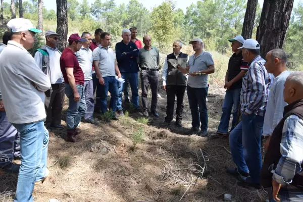 Kumluca'da köylülere gelir getirecek ormanlık alanlar oluşturuluyor