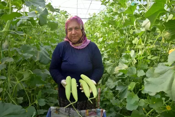 Antalya'da üretilip kilosu 30 TL'den Almanya'ya gidiyor