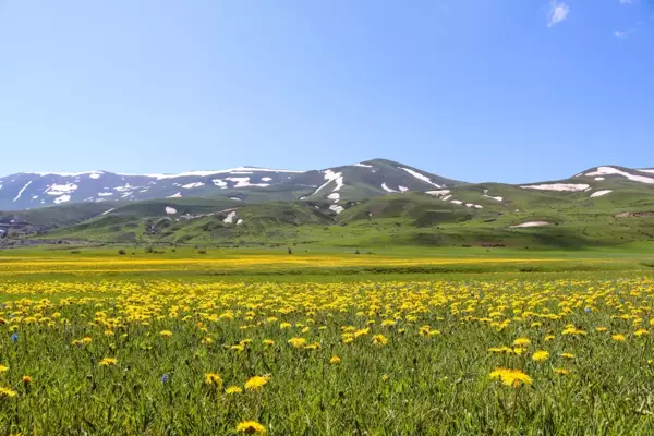 Sarı ve mor renkli çiçekler Erzurum ovalarını renklendirdi