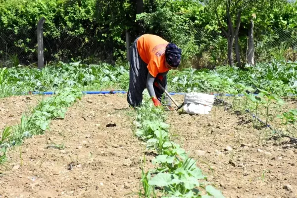 Cumhuriyet Çiftlikleri Projesi ile ata tohumları hayat buluyor