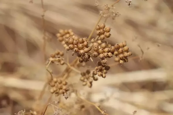 Kişniş hasadına başlandı