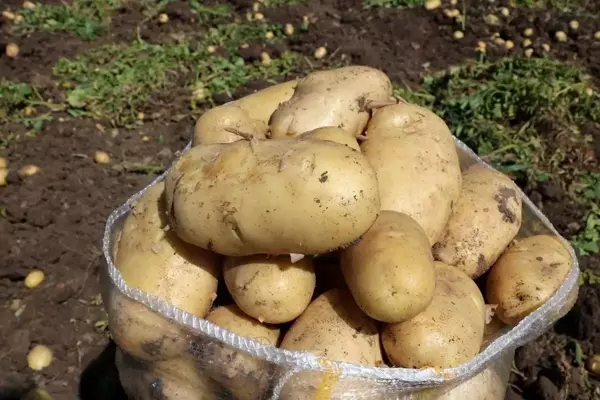 Patates 7 TL'yi bulan satış fiyatıyla üreticisinin yüzünü güldürdü