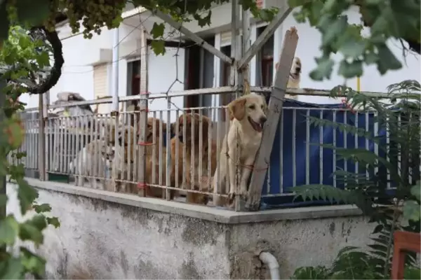 Son dakika haberi: AÇ KALAN KÖPEKLERİN, KİLİTLİ TUTULDUKLARI EVDE BİRBİRİNİ ÖLDÜRDÜĞÜ İDDİA EDİLDİ