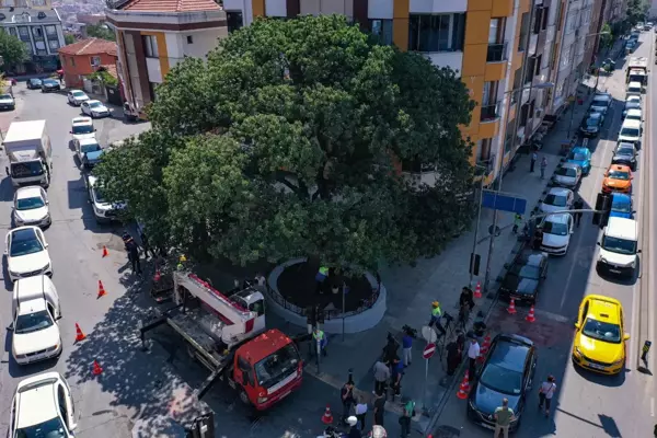 Bahçelievler Belediyesi hastalık tespit edilen 2 asırlık sakız ağacını tedavi ediyor