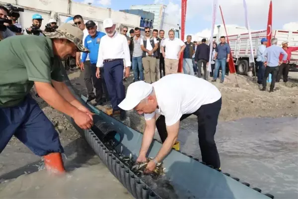 2 milyon yavru sazan balığı sularla buluşturuldu