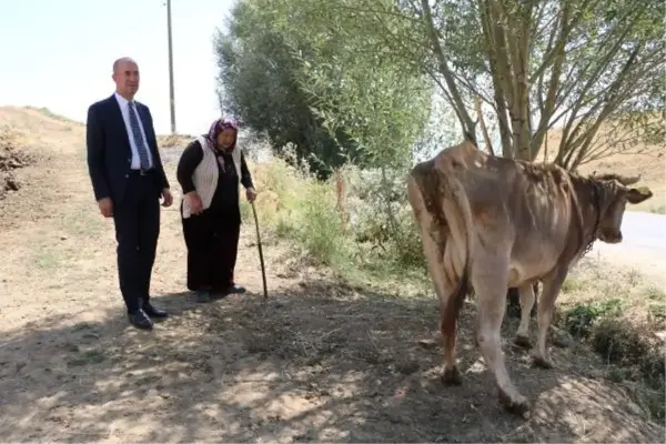 TEK GEÇİM KAYNAĞI İNEĞİ ÖLEN KADINA YENİSİ ALINDI