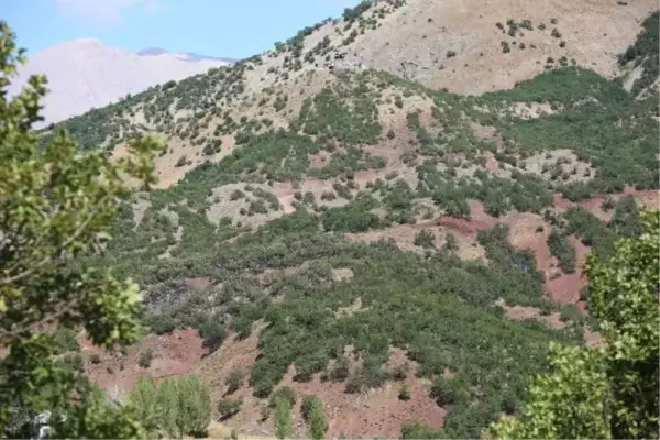 Son dakika haber! TUNCELİ'DE, MİLLİ PARKTAKİ YANGIN 12 SAAT SONRA SÖNDÜRÜLDÜ