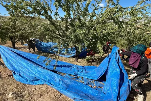 450 bin ağaçta badem hasadı başladı