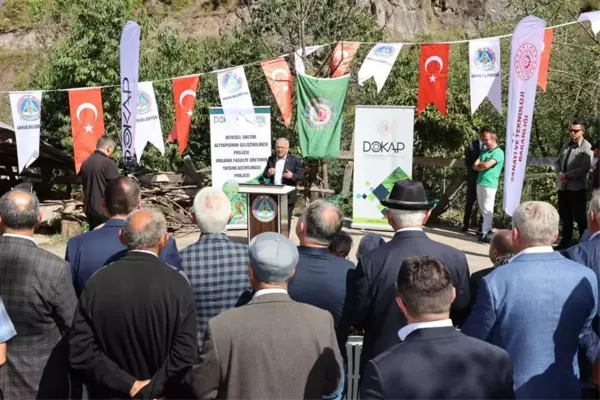 Ordu haberleri... Tescilli Akkuş şeker fasulyesi törenle hasat edildi