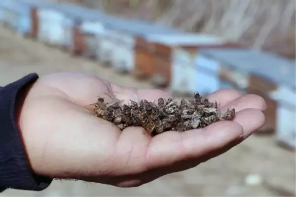 Kimyasal atıklar nehir suyunu zehre çevirdi! Binlerce balık ve arı öldü, bölgede kötü kokudan nefes alınmıyor