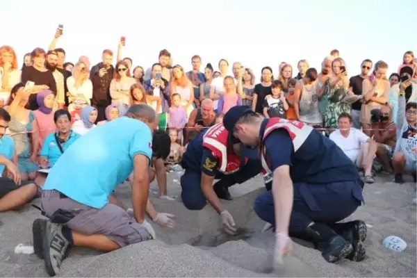 Çıralı'da Caretta Carettaların Yuvalardan Çıkışı İzleniyor