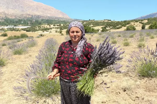 Antalya Büyükşehir Belediyesi'nden lavanta fidesi hibesi