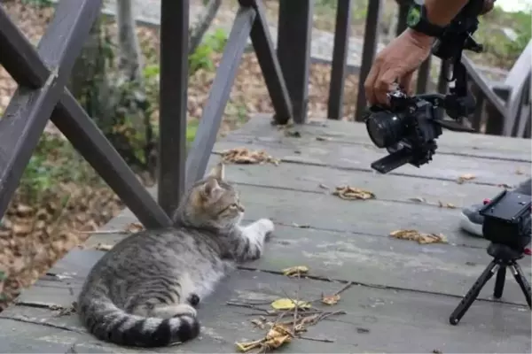 Tayland Devlet Televizyonu Samsun'daki 'Kedi Kasabası'nda belgesel çekiyor