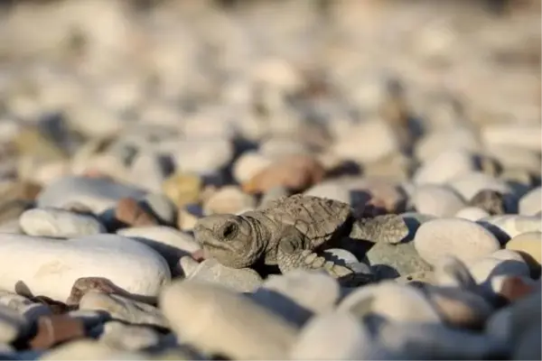 Çıralı'da Sezonun 120. Caretta Caretta Yuvası Açıldı