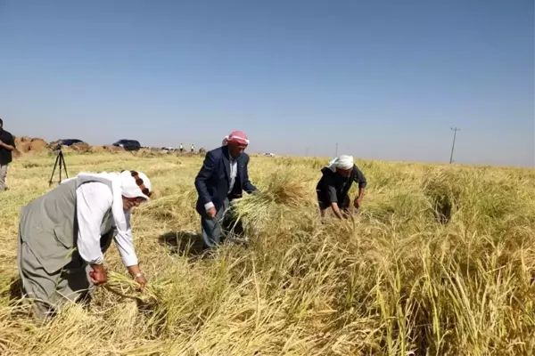 Diyarbakır'da Karacadağ pirinci hasadı başladı