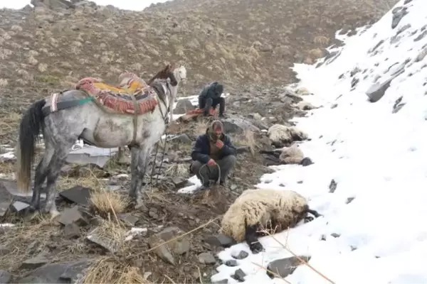 Yüksekova'da Kurtlar Tarafından Sürüye Saldırı: 65 Koyun Öldü