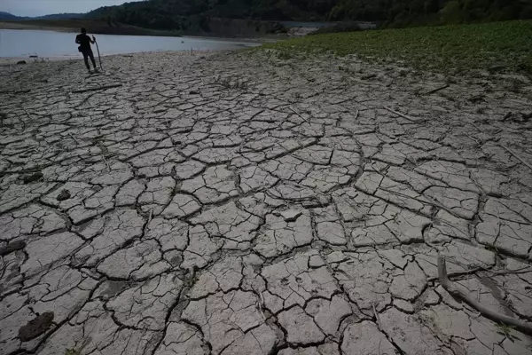 Batı Karadeniz'de Kuraklık ve Yağış Düzensizliği Bitkileri Etkiliyor