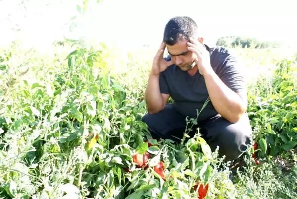 Kapya biber korona virüse kurban gitti