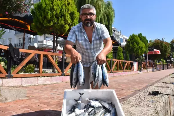 Karadeniz'de sezonun ilk palamutları Sinop'ta tezgahlardaki yerini aldı