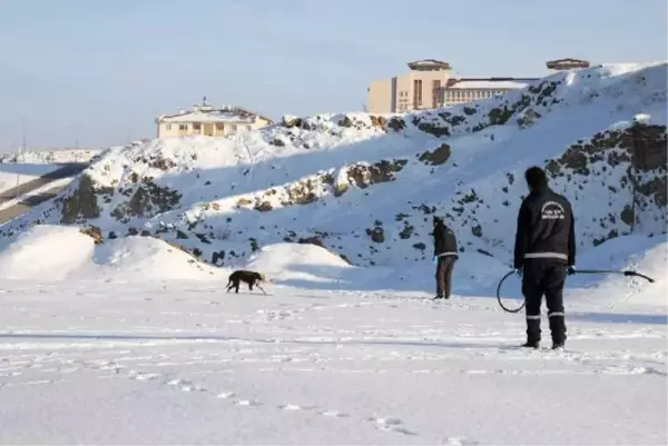 İLKOKUL YAKINLARINDA GÖRÜLEN SAHİPSİZ PİTBULL YAKALANIP, KORUMA ALTINA ALINDI