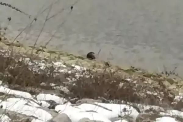 Bursa'da barajda su samuru görüldü