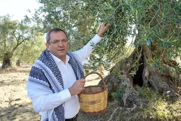 Ayvalık Belediye Başkanı Ergin'den zeytin ağacı tepkisi