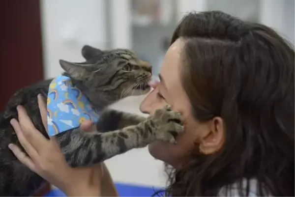 BUÜ Veteriner Fakültesi Hayvan Hastanesi'nde ameliyat edilen sokak kedisi Ali Cabbar sağlığına kavuştu