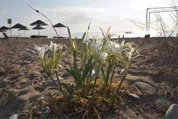 CARETTA KORUMA ÇİTİ, KUM ZAMBAKLARINA 'KALKAN' OLDU