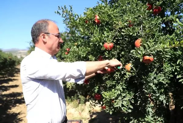 Denizli yerel haberi | Pamukkale Belediyesi'nden nar ve ayva için coğrafi işaret atılımı