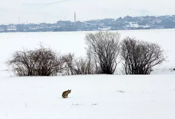 Ardahan'da aç kalan tilkilerin kar altında yem arayışı ve avları görüntülendi