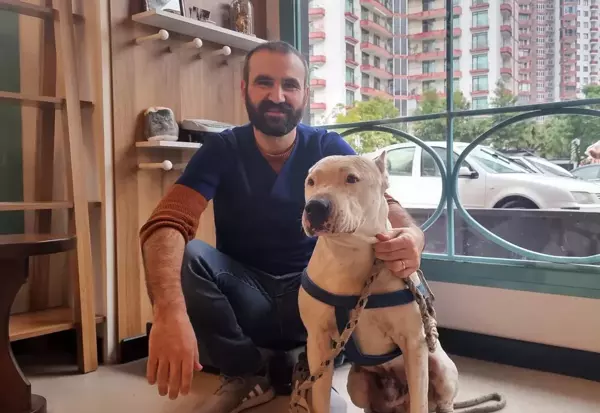 Yasaklı köpek ırklarının kayda alınma sürecinin son günü