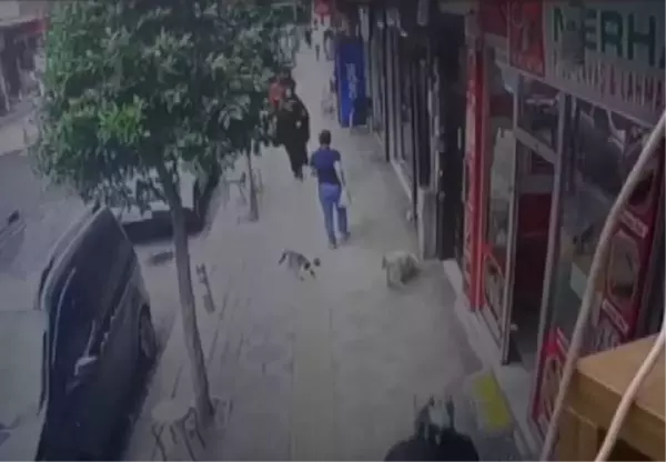 GÜNGÖREN'DE KEDİNİN KÖPEĞE SALDIRISI KAMERADA