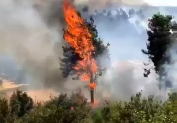 Milas'da orman yangını çıktı