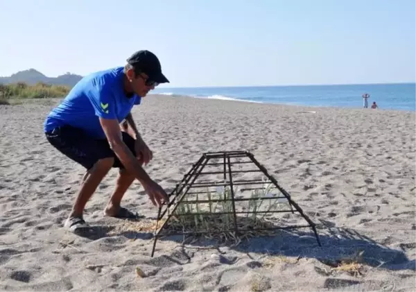 Gazipaşa Sahillerinde Kum Zambakları Çiçek Açtı