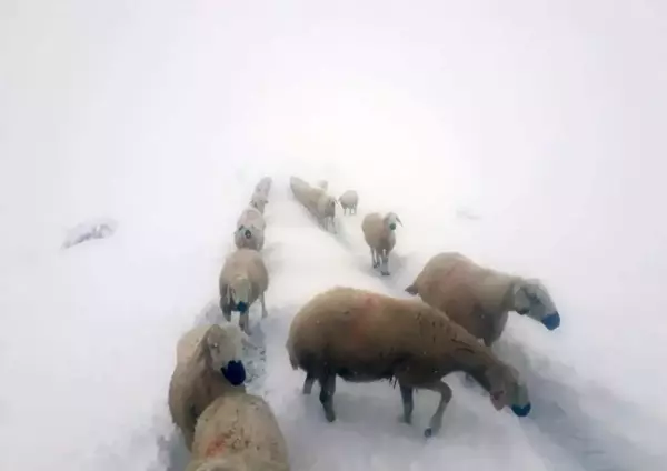 Kara yakalanan çobanların sürüleri ile göçü böyle görüntülendi