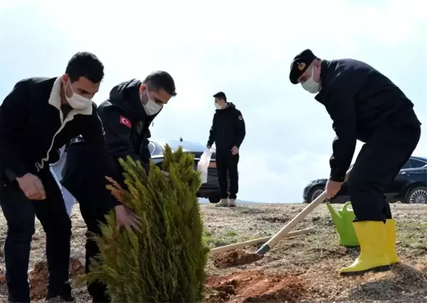 Son dakika: Trafik kazası sonrası yanan ormanlık alana 2 bin karaçam ve sedir fidanı ekildi