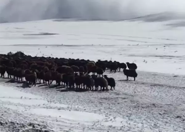 Ardahan'da kar ve tipide mahsur kalan yaylacılar ve koyun sürüsü kurtarıldı